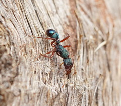 Rhytidoponera aspera