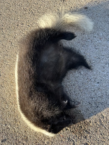 American Hog-nosed Skunk observed by rcdowler