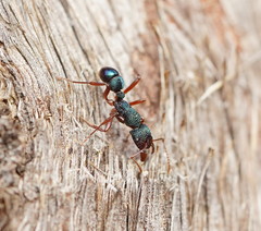 Rhytidoponera aspera