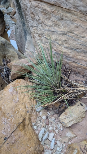Yucca angustissima