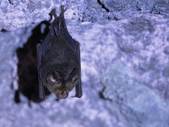 Rhinolophus arcuatus