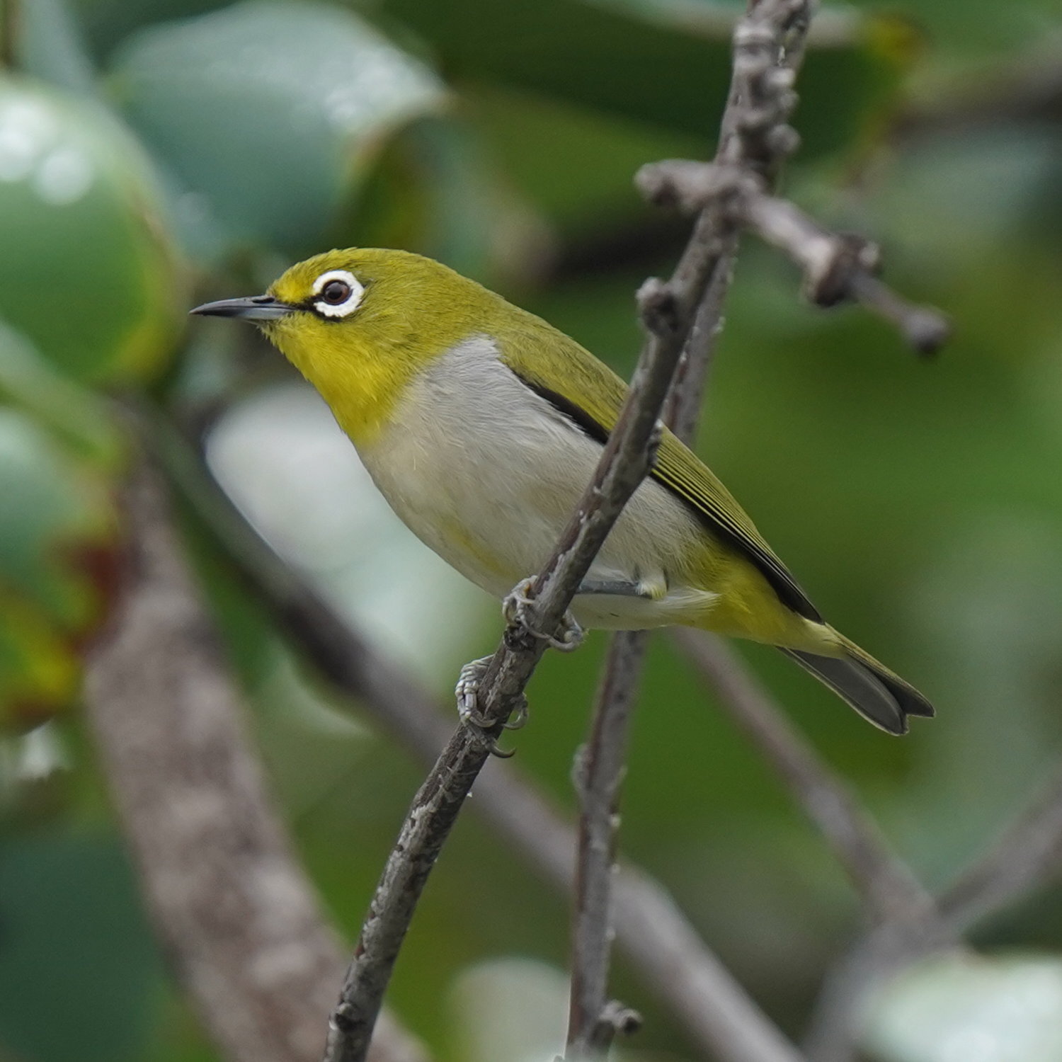 Swinhoe's White-eye (Zosterops simplex), photo 2