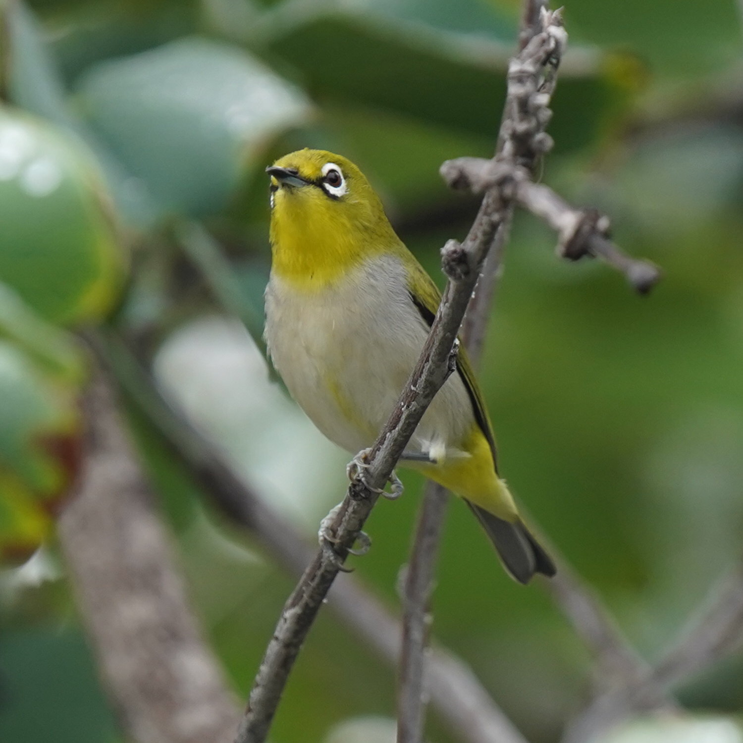Swinhoe's White-eye (Zosterops simplex), photo 3