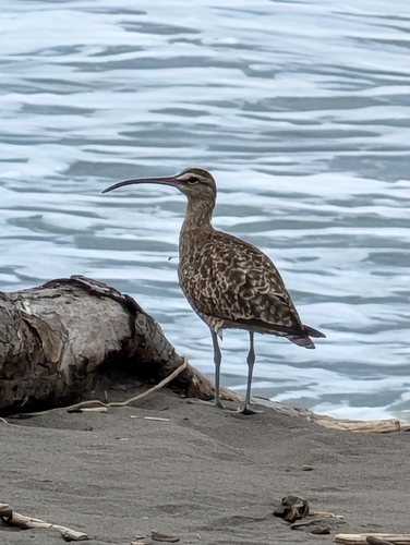 Hudsonian Whimbrel (Numenius hudsonicus), photo 6