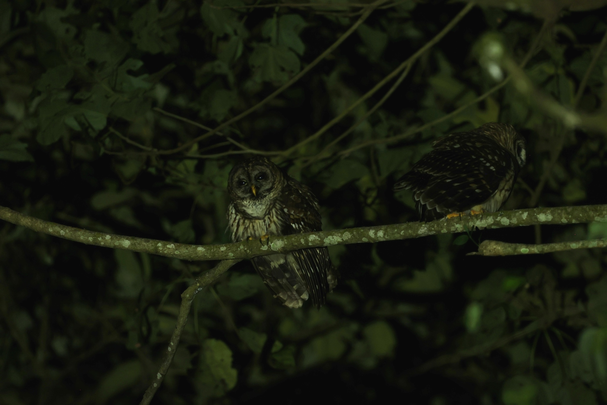 Fulvous Owl (Strix fulvescens), photo 4