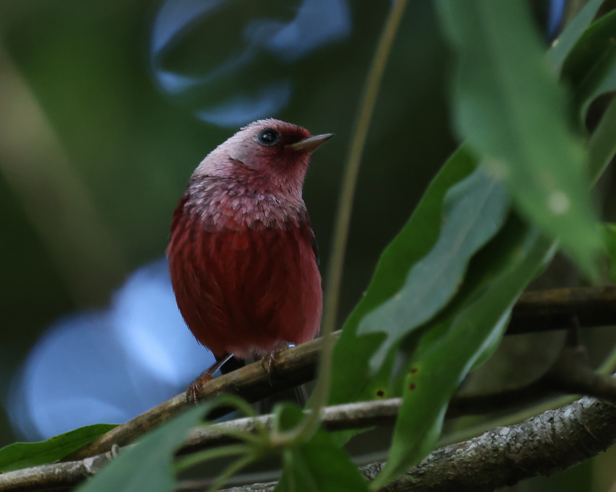 Pink-headed Warbler illustration