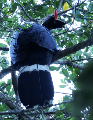 Horned Guan (Oreophasis derbianus), photo 6