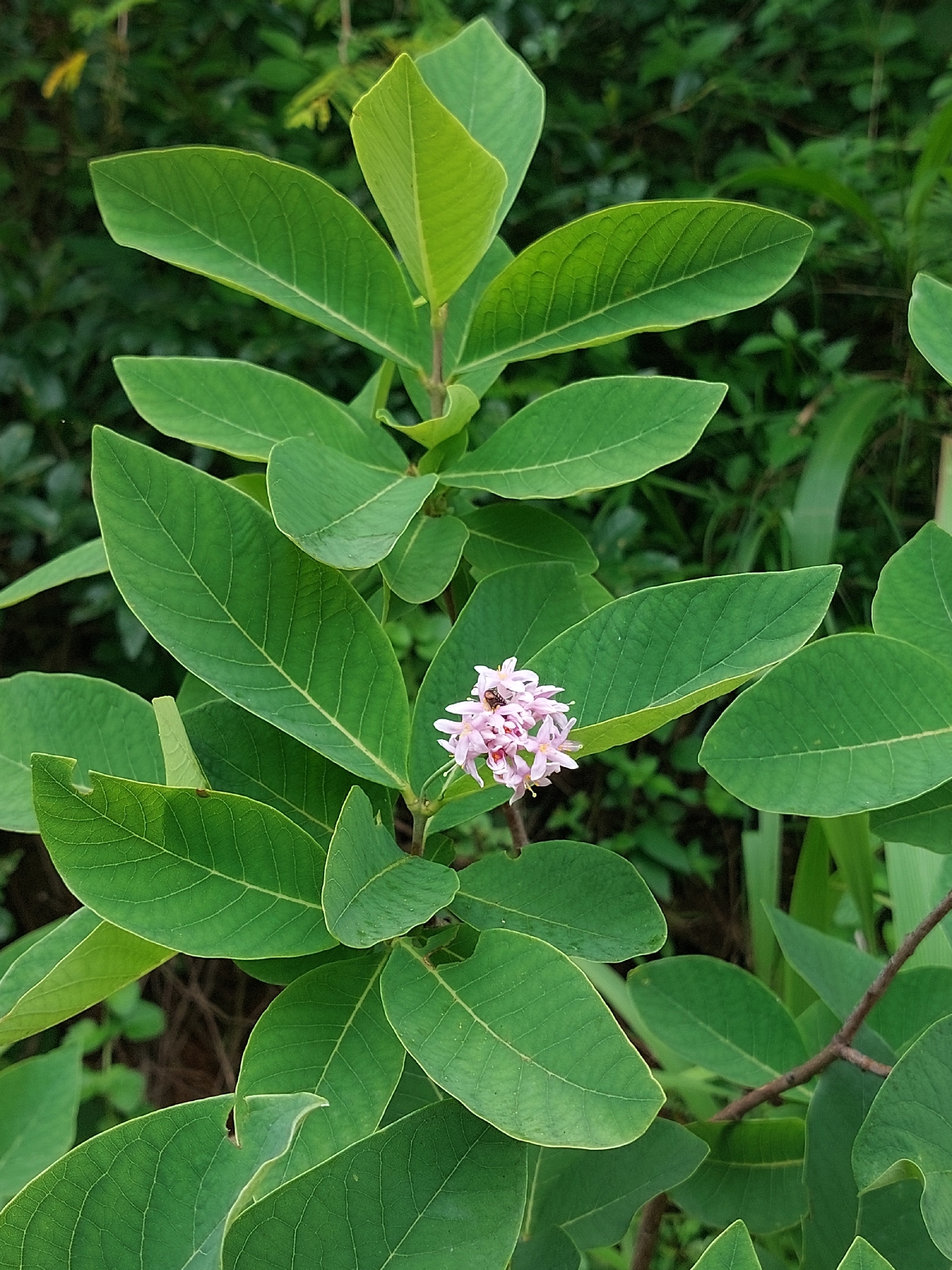 Imagem de Dais cotinifolia