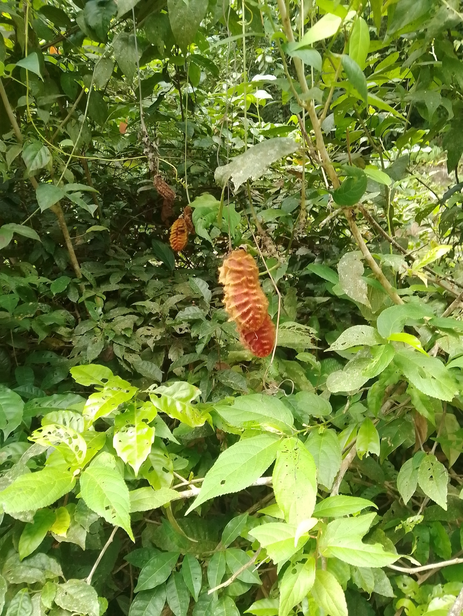 Imagem de mucunã