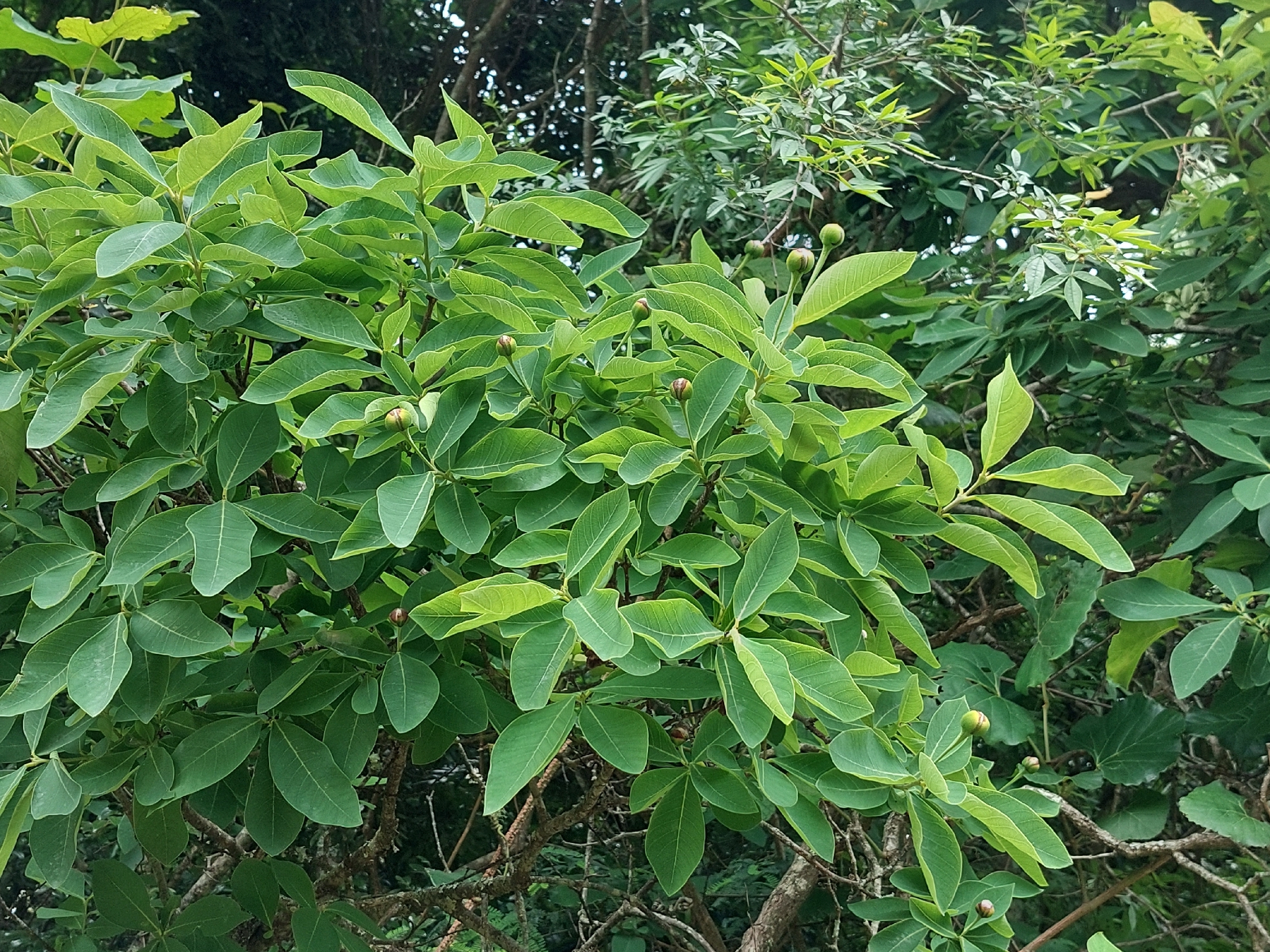Imagem de Dais cotinifolia