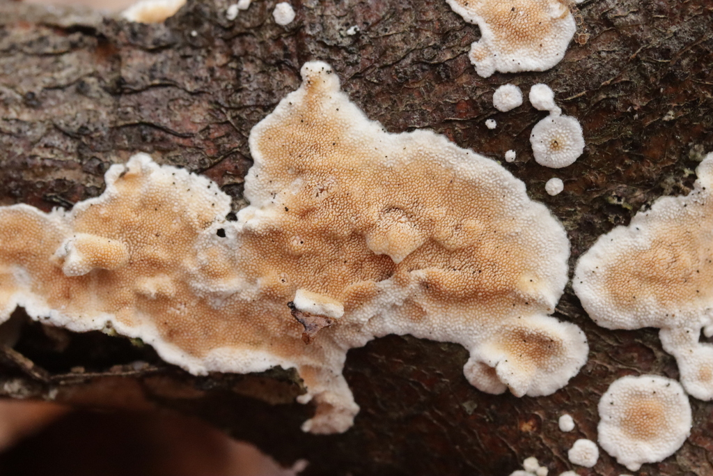 Steccherinum ochraceum · December 2025 · photo: © bjoerns (iNaturalist, cc-by)
