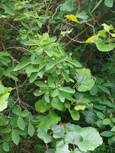 Foto de Dais cotinifolia