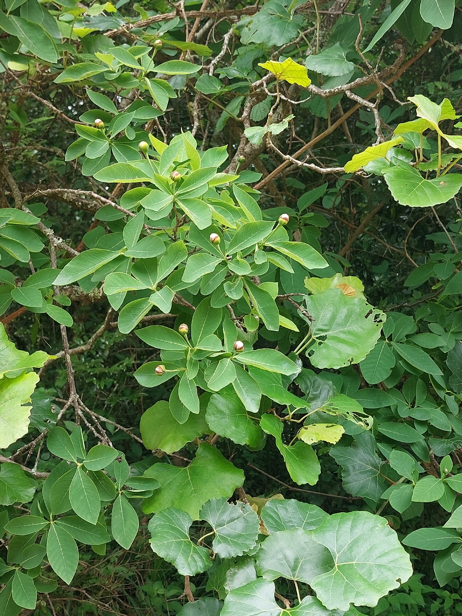 Imagem de Dais cotinifolia