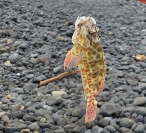 Hard-headed hawk fish (Cirrhitus pinnulatus) — Cirrhitidae