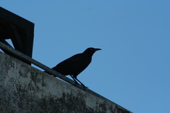 Quiscalus mexicanus