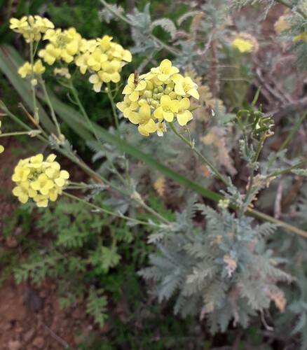 Descurainia millefolia (Descurainia millefolia)