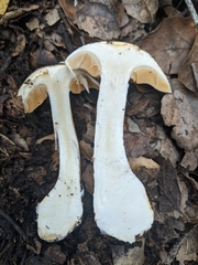 Cortinarius albofragrans