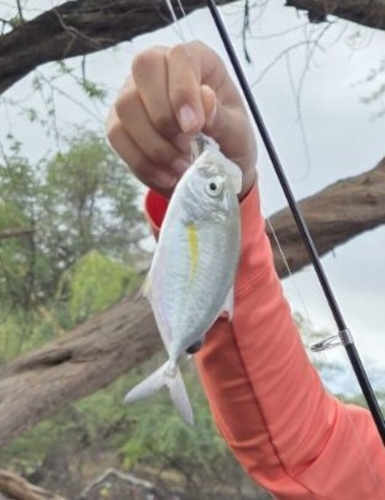 Blauwvin-horsmakreel (Caranx melampygus) — Carangidae — 2