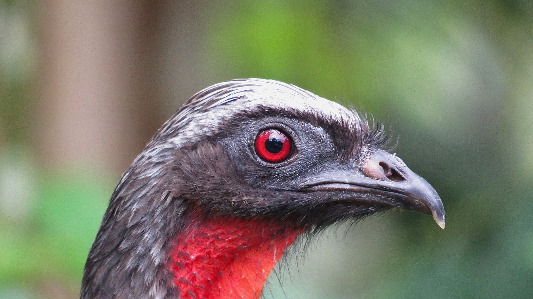 Dusky-legged Guan illustration