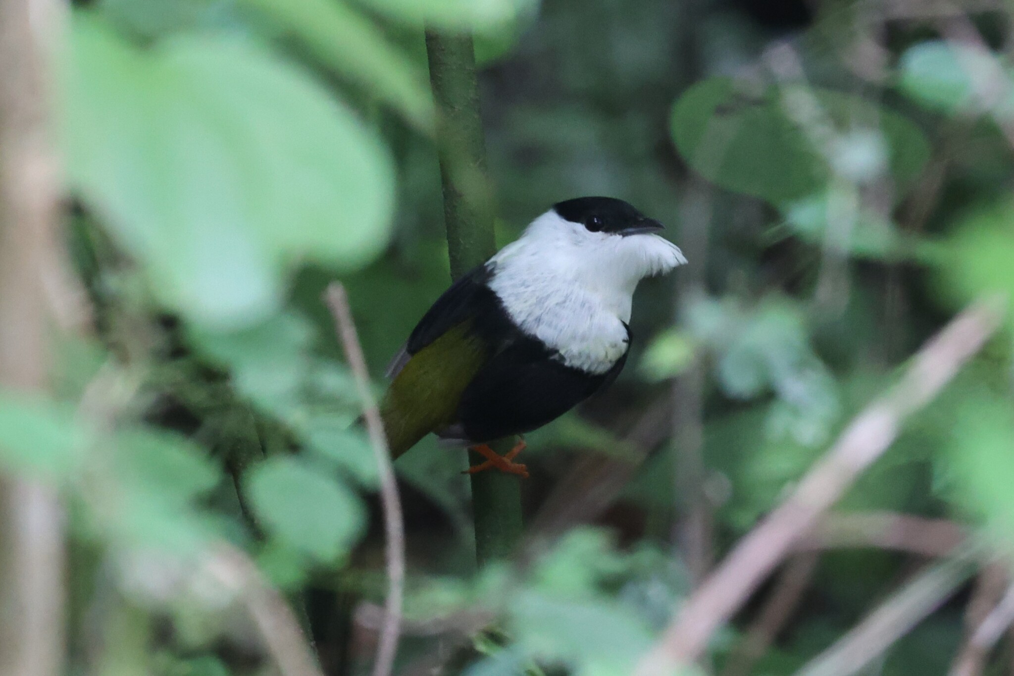 White-collared Manakin (Manacus candei), photo 7