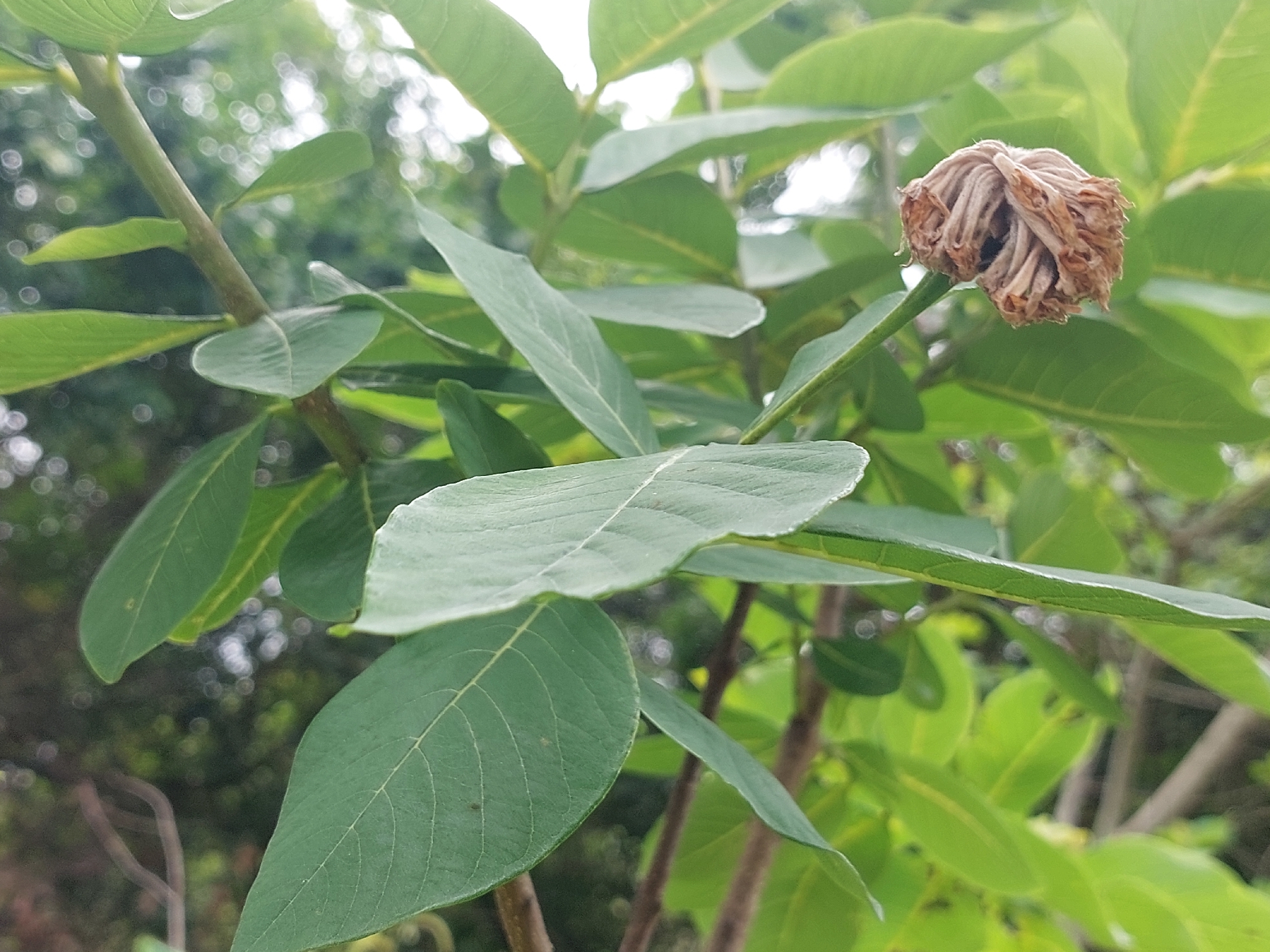 Imagem de Dais cotinifolia