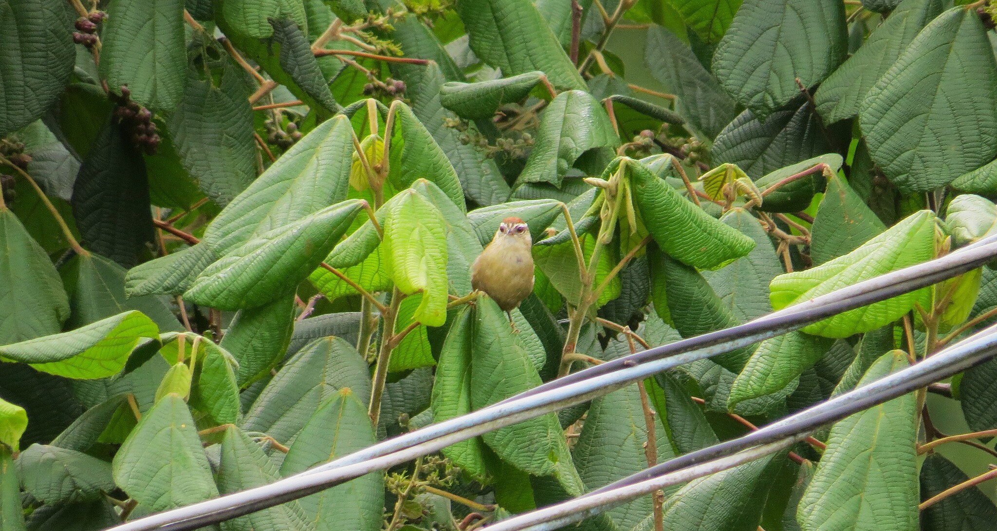 Pallid Spinetail (Cranioleuca pallida), photo 2