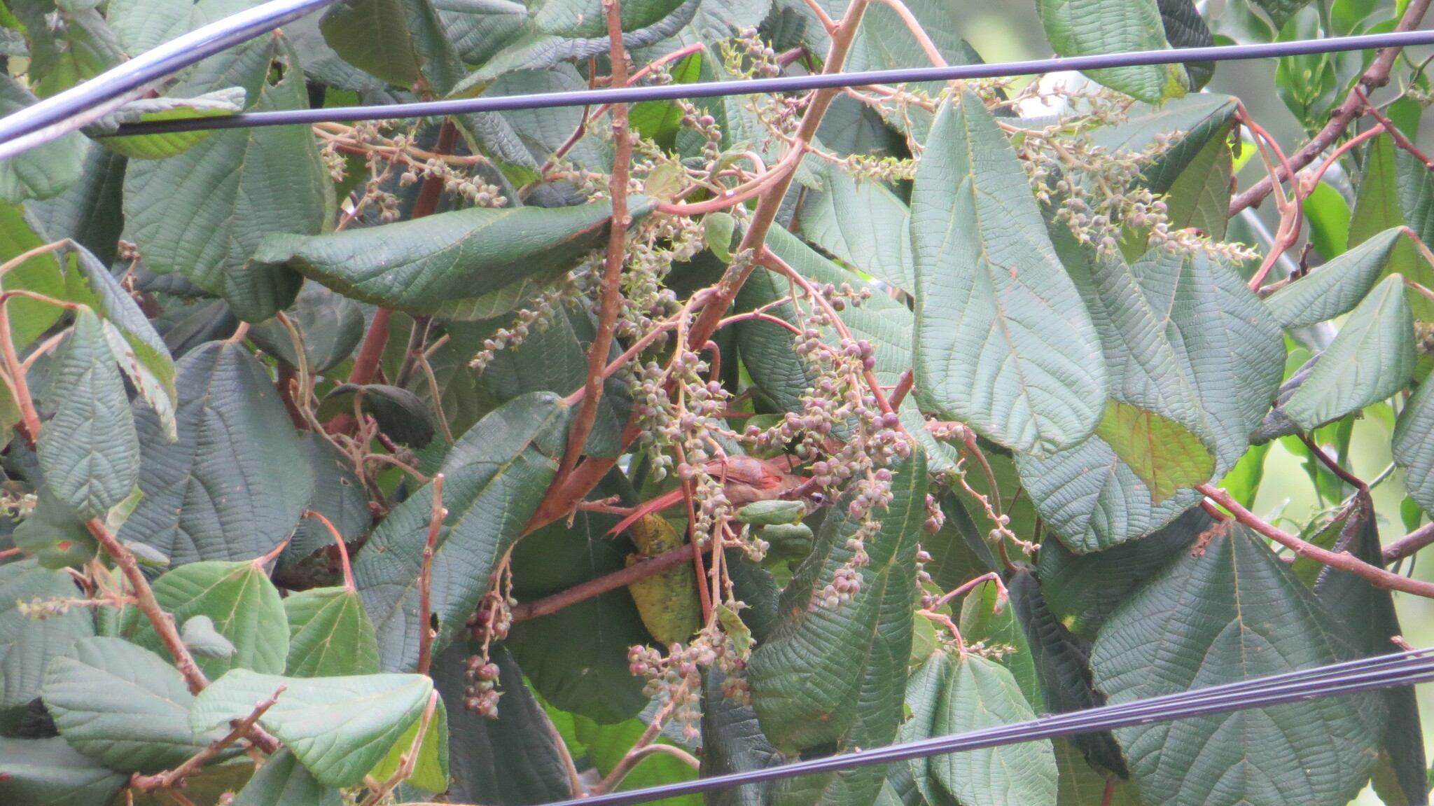 Pallid Spinetail (Cranioleuca pallida), photo 3