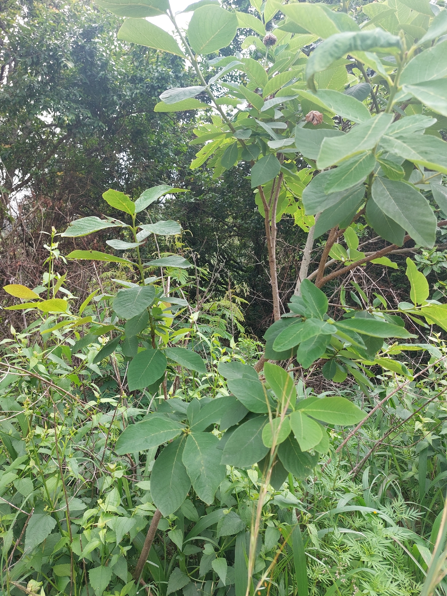 Imagem de Dais cotinifolia