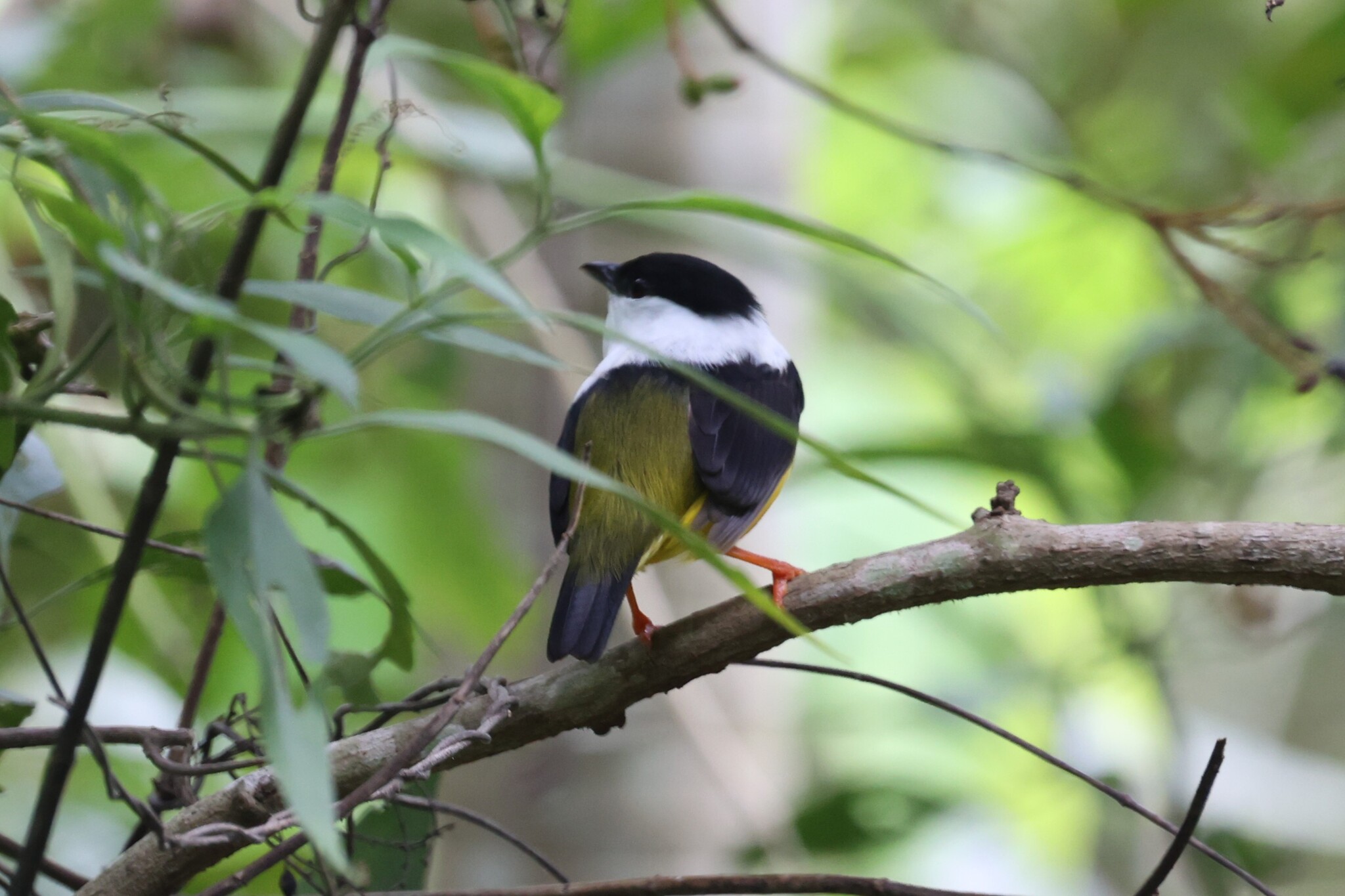 White-collared Manakin (Manacus candei), photo 8