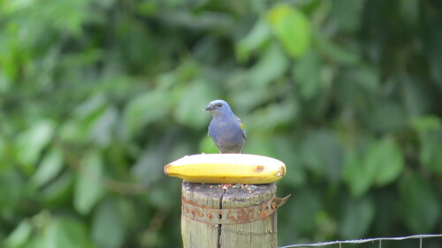 Golden-chevroned Tanager (Thraupis ornata), photo 10