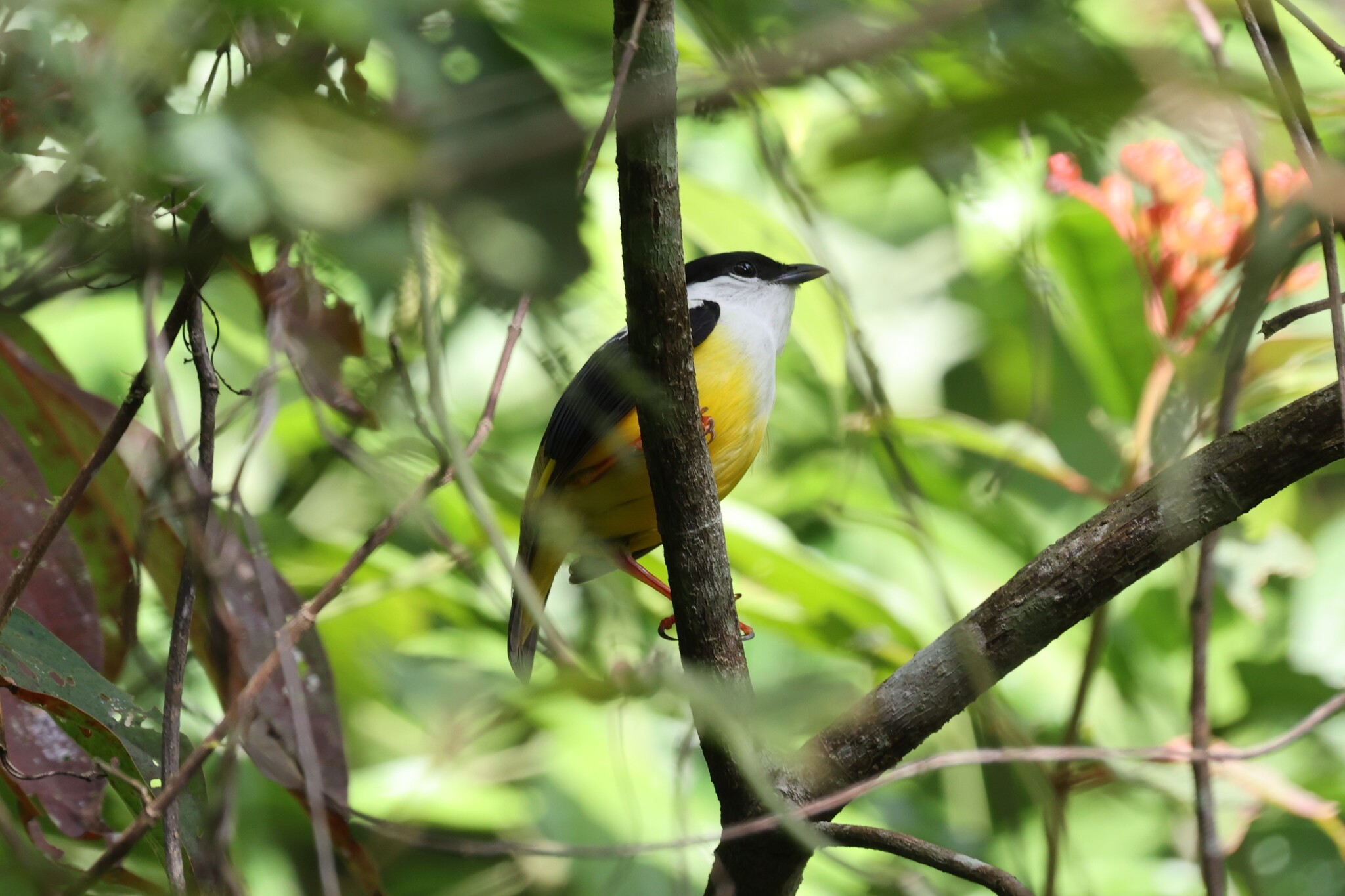 White-collared Manakin (Manacus candei), photo 9