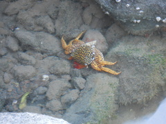 Goniopsis pulchra