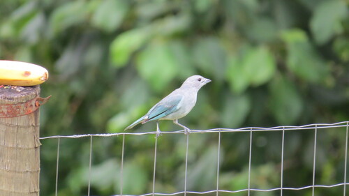 Sayaca Tanager (Thraupis sayaca)