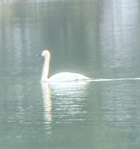 Trumpeter Swan