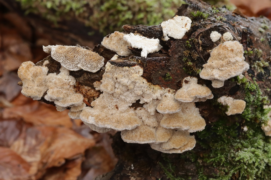 Coriolopsis trogii · December 2025 · photo: © bjoerns (iNaturalist, cc-by)