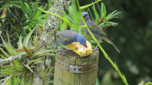 Golden-chevroned Tanager (Thraupis ornata), photo 8