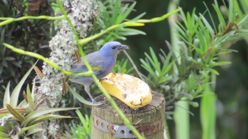 Golden-chevroned Tanager (Thraupis ornata), photo 9