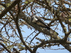 Corythaixoides leucogaster