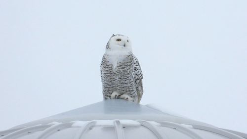 Snowy Owl (Bubo scandiacus), photo 4
