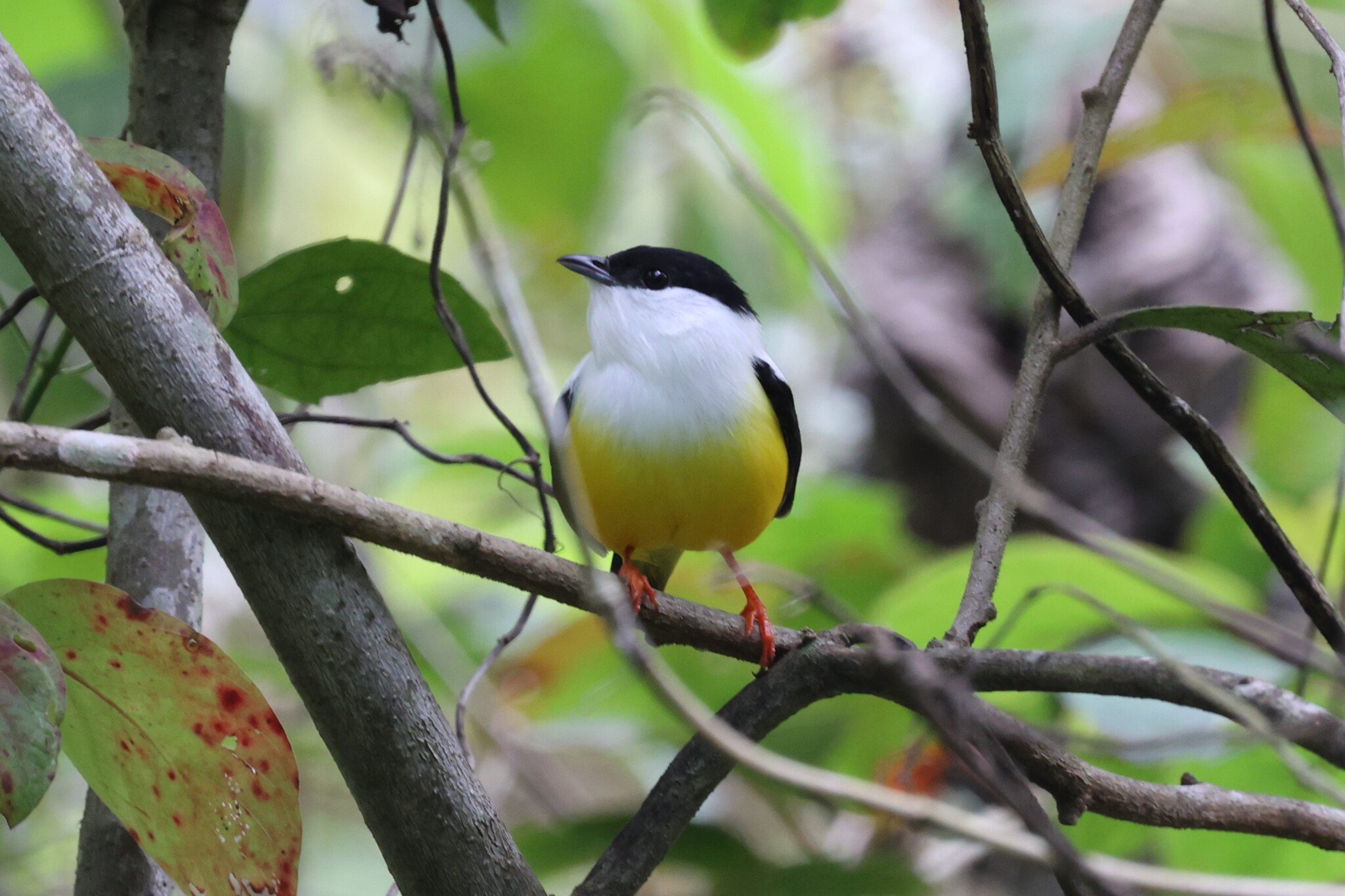 White-collared Manakin (Manacus candei), photo 2