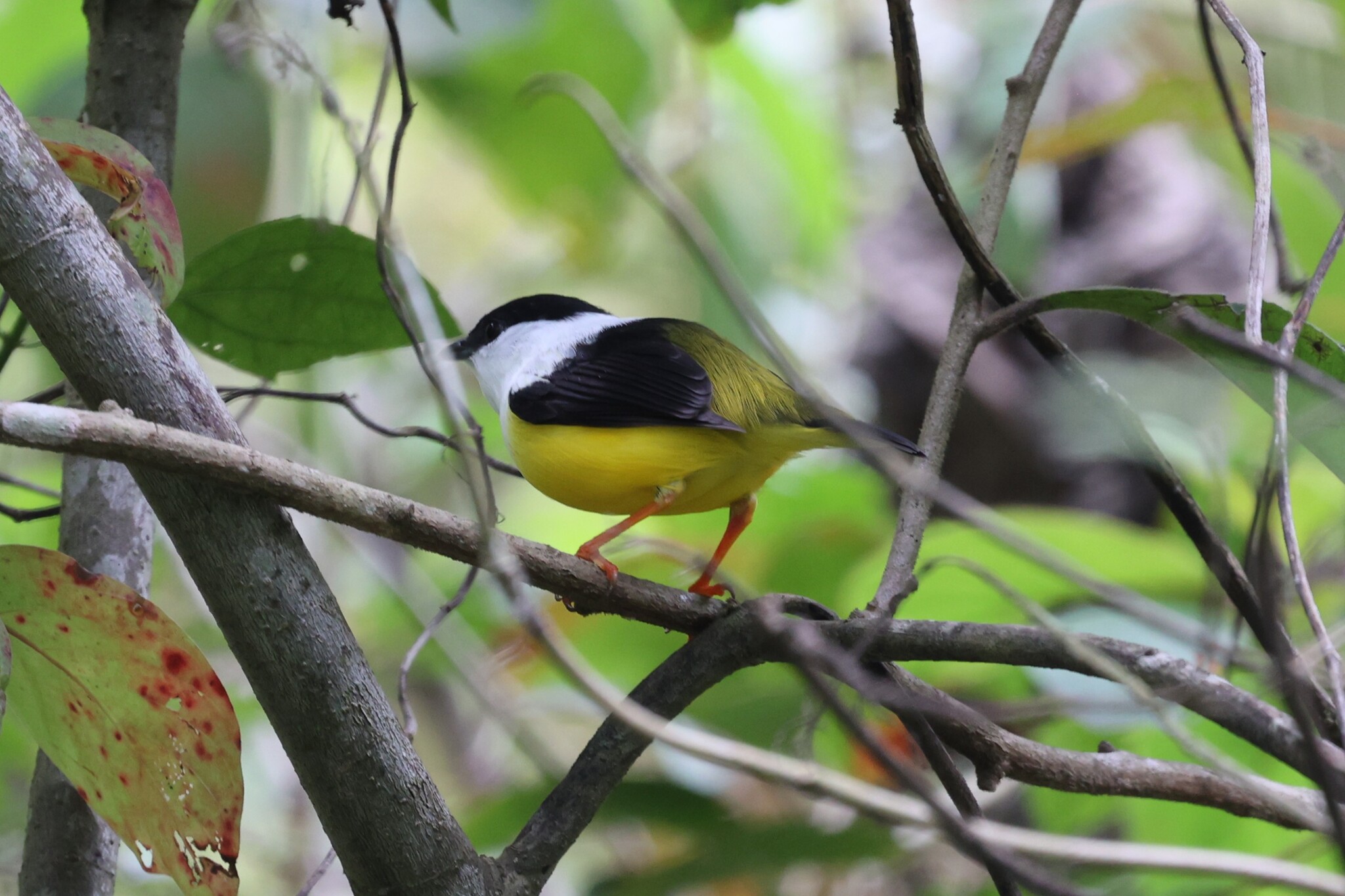 White-collared Manakin (Manacus candei), photo 3