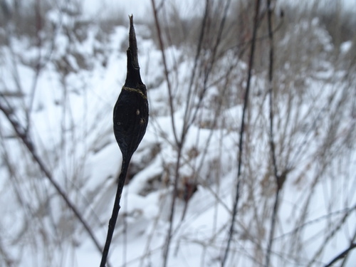 Unknown species found near Harriet Alexander Nature Center, Roseville, MN 55113