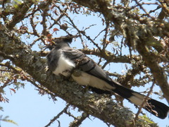 Corythaixoides leucogaster