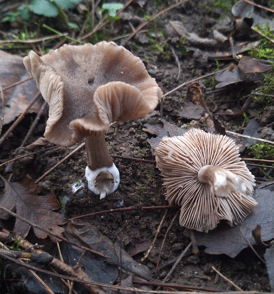 Coprinopsis melanthina