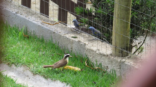 Great Kiskadee (Pitangus sulphuratus), photo 6