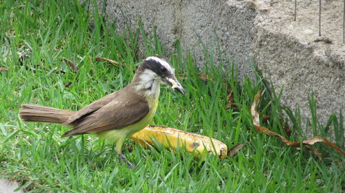 Great Kiskadee (Pitangus sulphuratus), photo 5