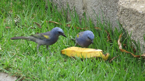 Golden-chevroned Tanager (Thraupis ornata)