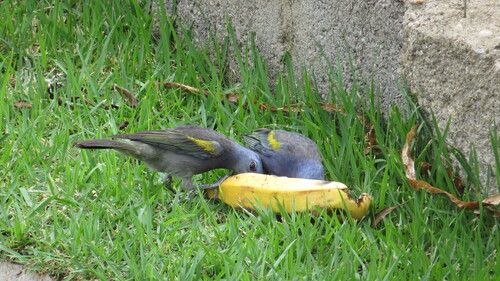 Golden-chevroned Tanager (Thraupis ornata), photo 7