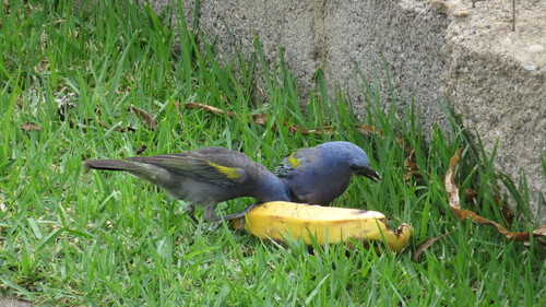 Golden-chevroned Tanager (Thraupis ornata), photo 2
