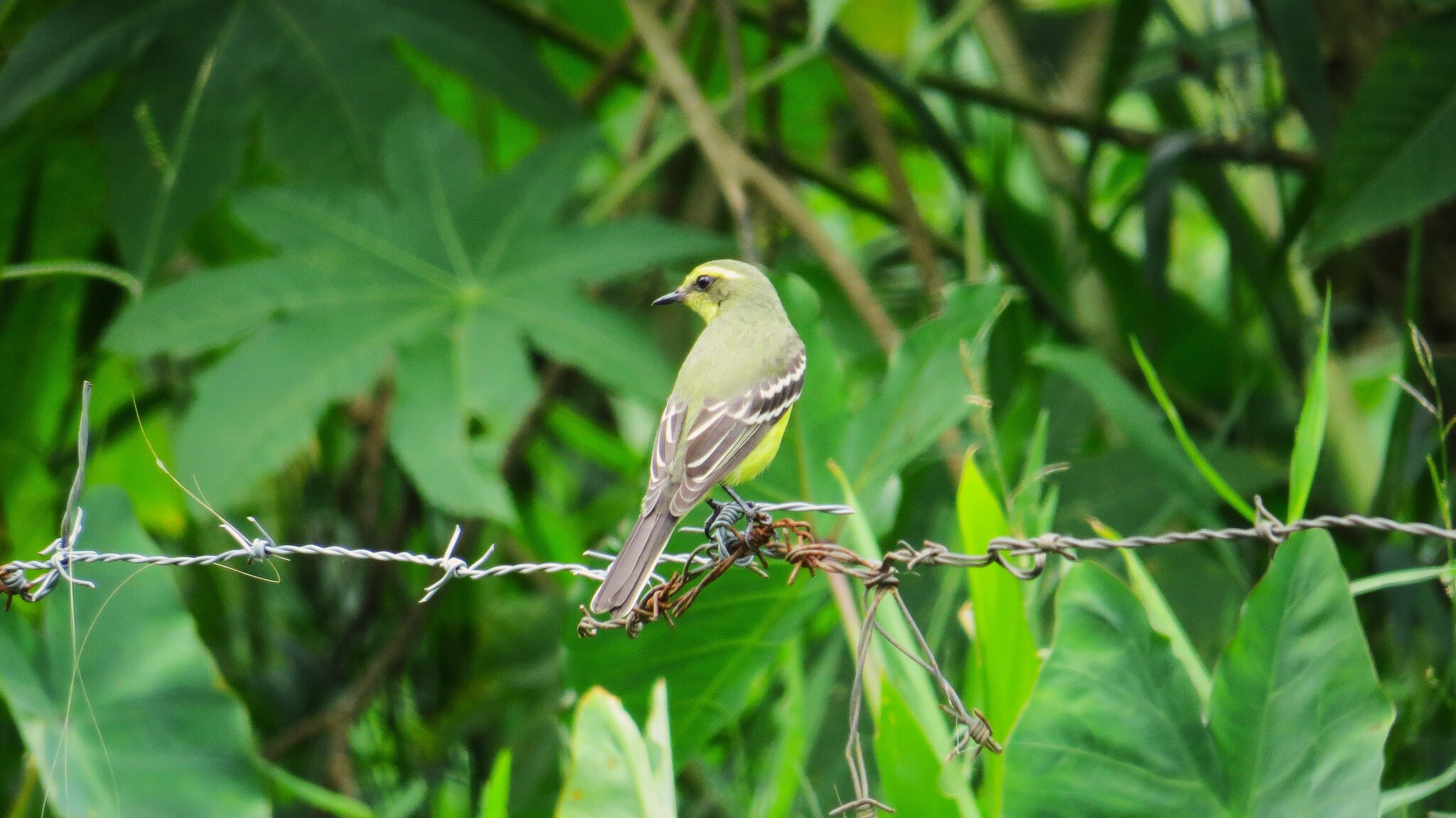 Yellow-browed Tyrant (Satrapa icterophrys), photo 4